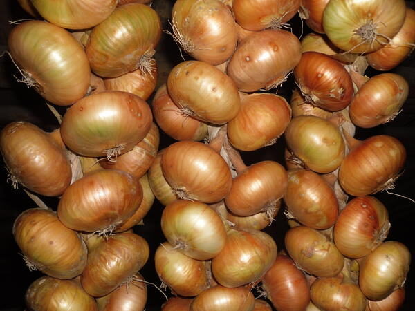 Stuttgarter Riesen – klasiskā dārza sīpolu šķirne, audzēšanai no sēklām